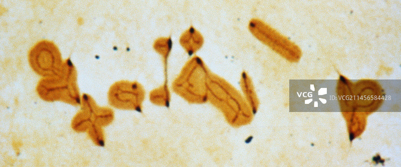 减数分裂显微照片图片素材