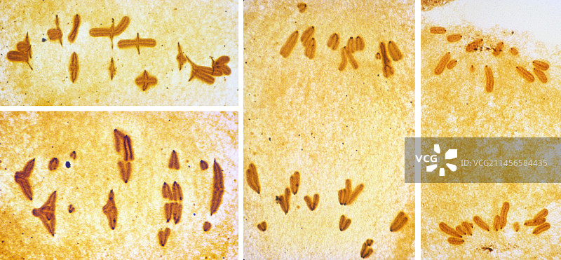 减数分裂显微照片图片素材
