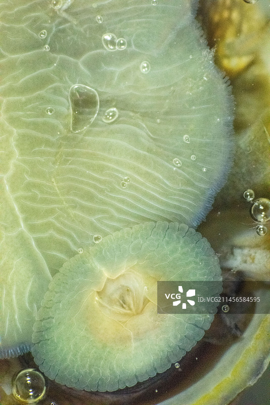 帽贝的足和舌图片素材