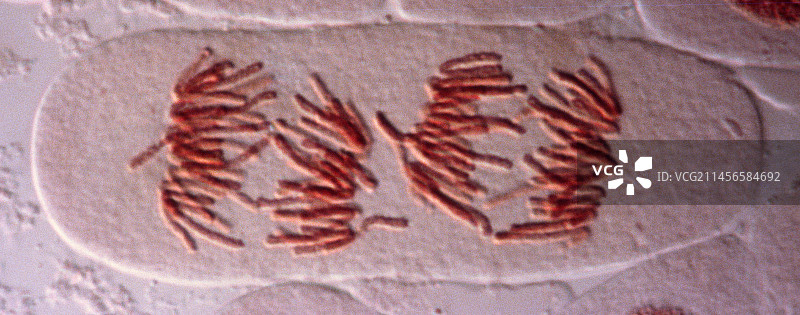 双核细胞有丝分裂显微照片图片素材