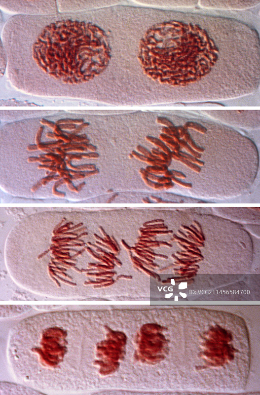双核细胞有丝分裂显微照片图片素材