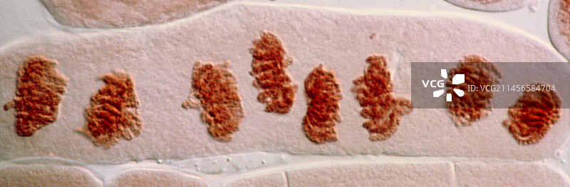 四核细胞的有丝分裂，光学显微照片图片素材