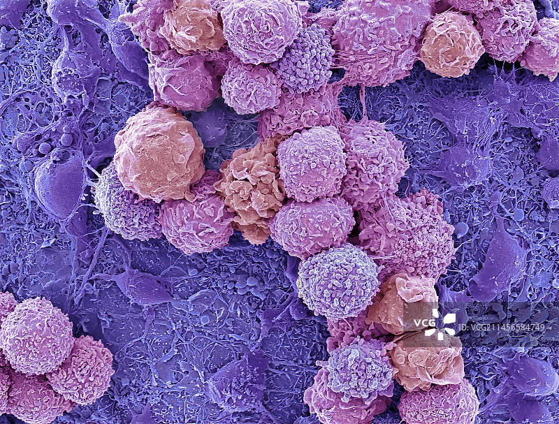 类器官扫描电镜图片素材