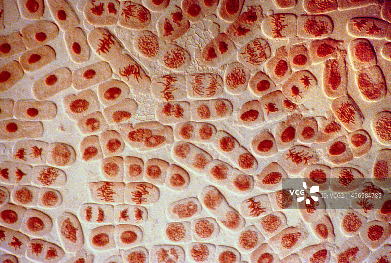 有丝分裂，光学显微照片。图片素材