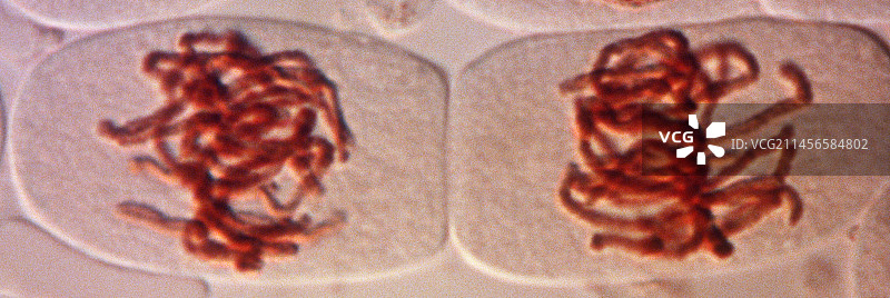 有丝分裂，光学显微照片。图片素材