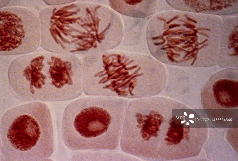有丝分裂，光学显微照片。图片素材