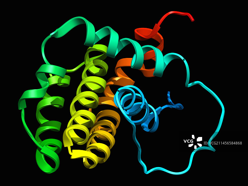 人类抗凋亡蛋白BCL-2，图示图片素材
