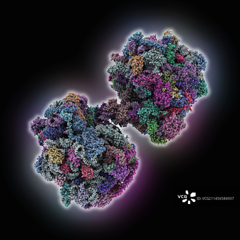 Spraguea lophii核糖体二聚体，图示图片素材