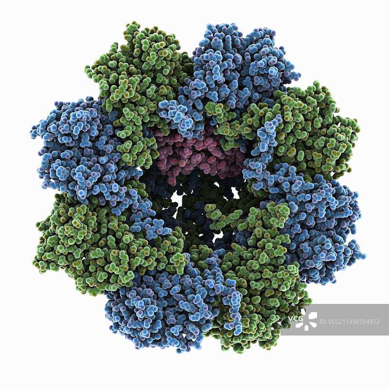 Beta-微管蛋白折叠中间体示意图图片素材