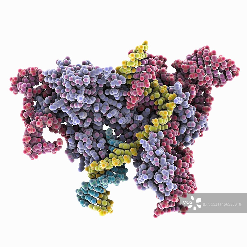 OgeuIscB-OMEGA RNA靶向DNA复合物，图示图片素材