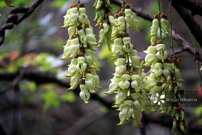 广东清远牛鱼嘴景区禾雀花图片素材