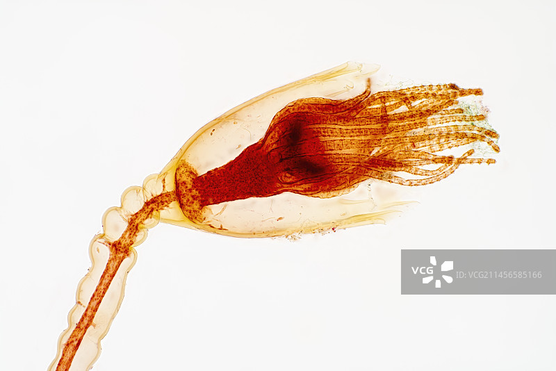水螅虫显微照片图片素材