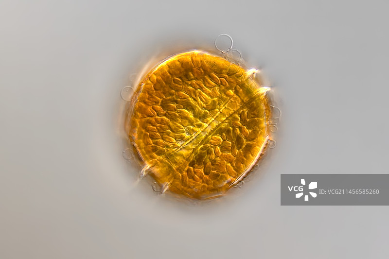 束甲藻，光学显微照片图片素材