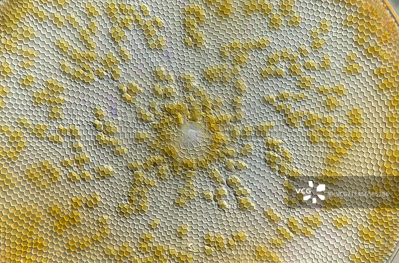 Coscinodiscus sp.藻类，光学显微照片图片素材