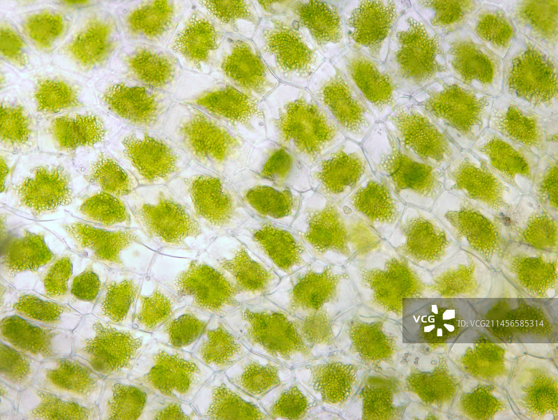 金鱼藻叶状体细胞与质体，光学显微照片图片素材