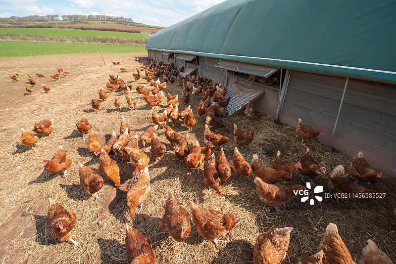散养鸡图片素材
