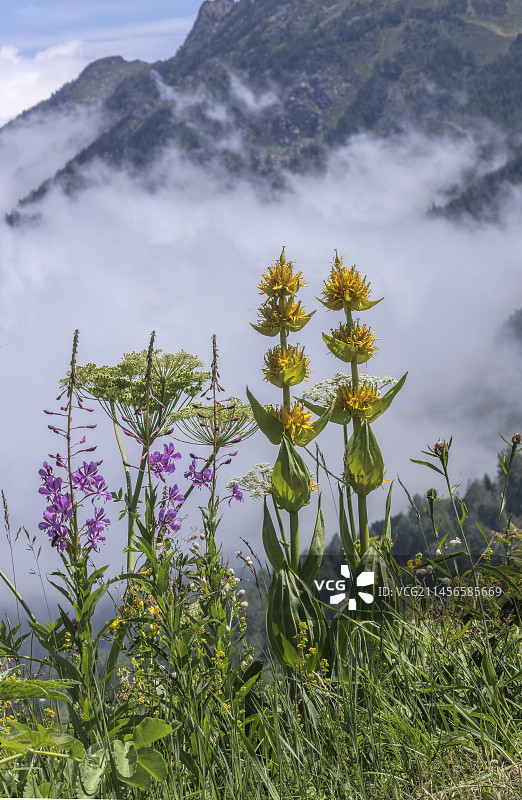 大黄龙胆图片素材