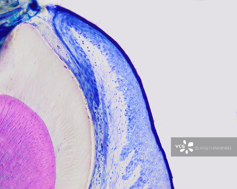 大鼠连接上皮细胞显微照片图片素材