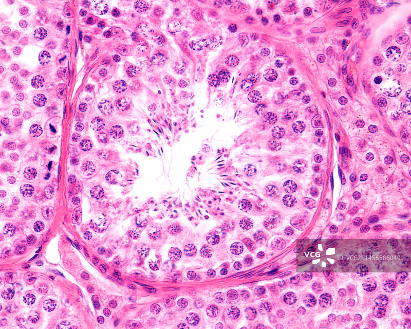 曲细精管显微照片图片素材