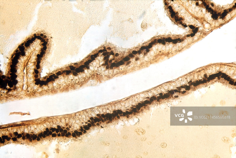 柱状上皮细胞显微照片图片素材