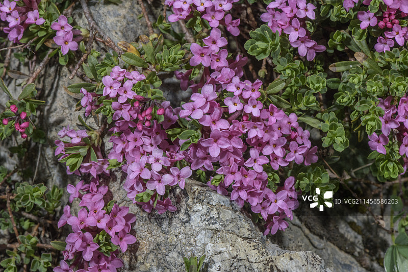 瑞香花花环（Daphne cneorum）图片素材
