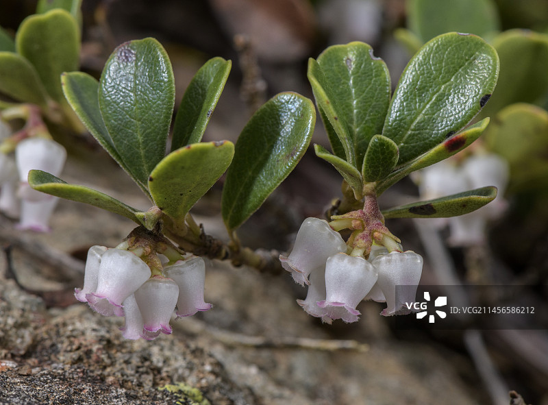 开花的熊果（Arctostaphylos uva-ursi）图片素材