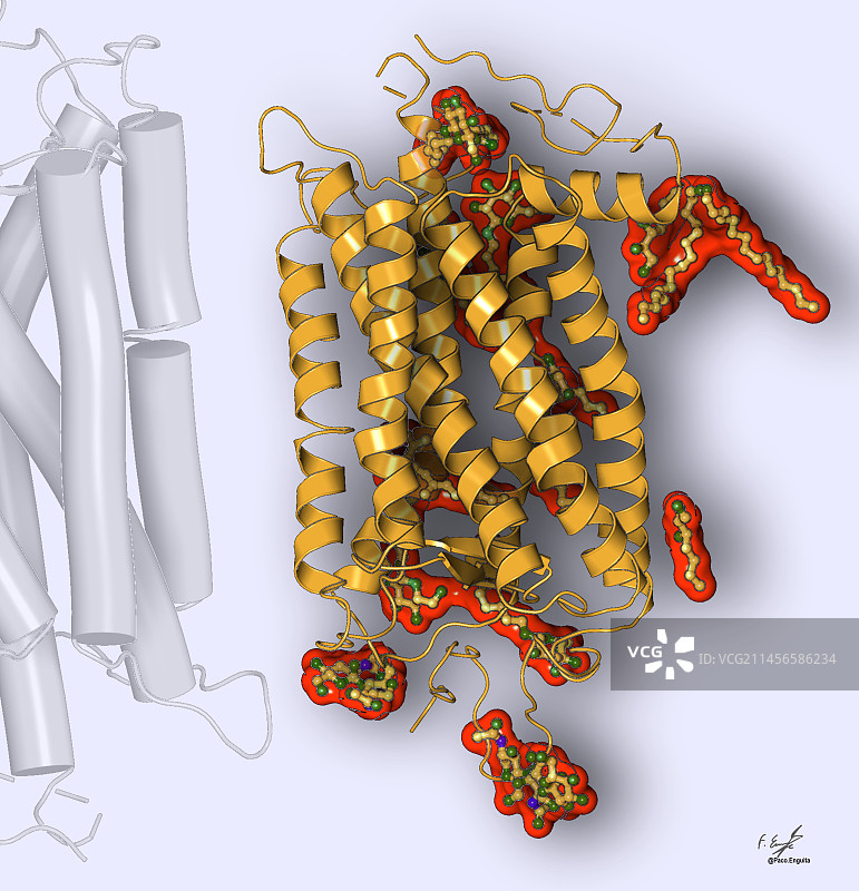 视紫红质插图图片素材