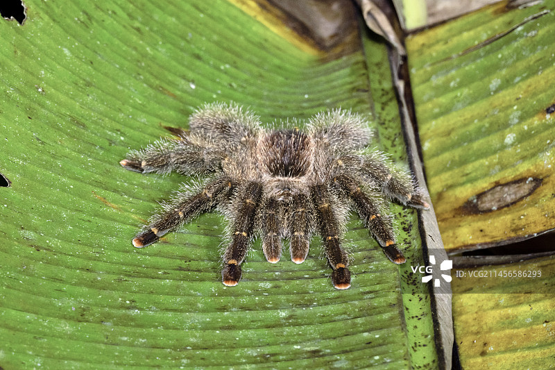 黄色条纹粉趾图片素材