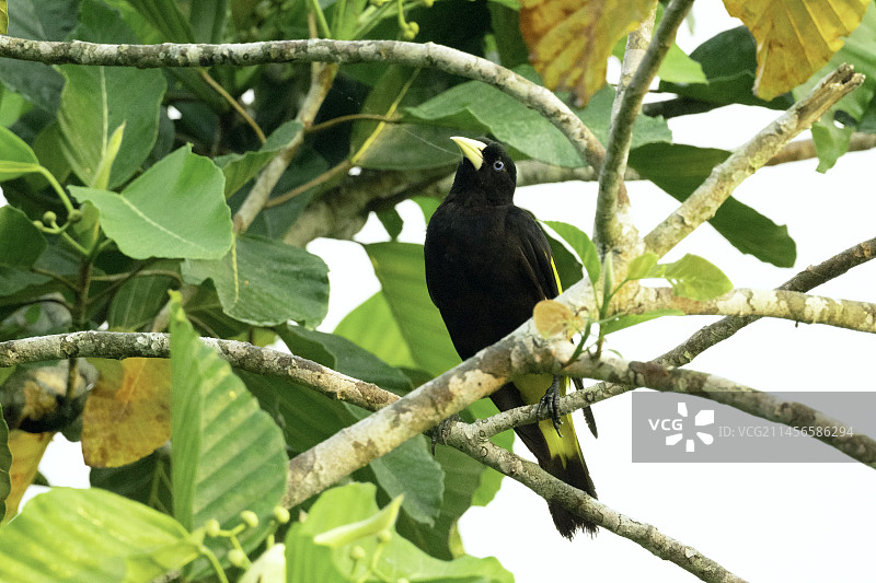 黄腰拟椋鸟图片素材