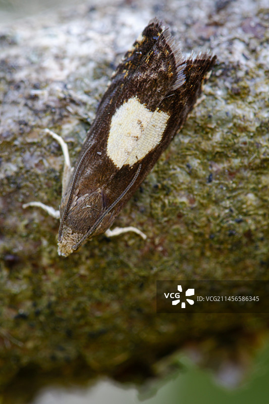 苹果小卷蛾图片素材