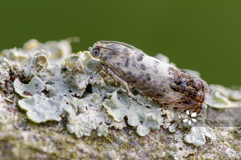 栗树卷叶蛾图片素材