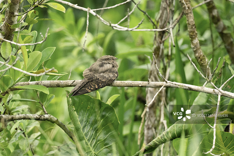 帕拉奎鸟图片素材