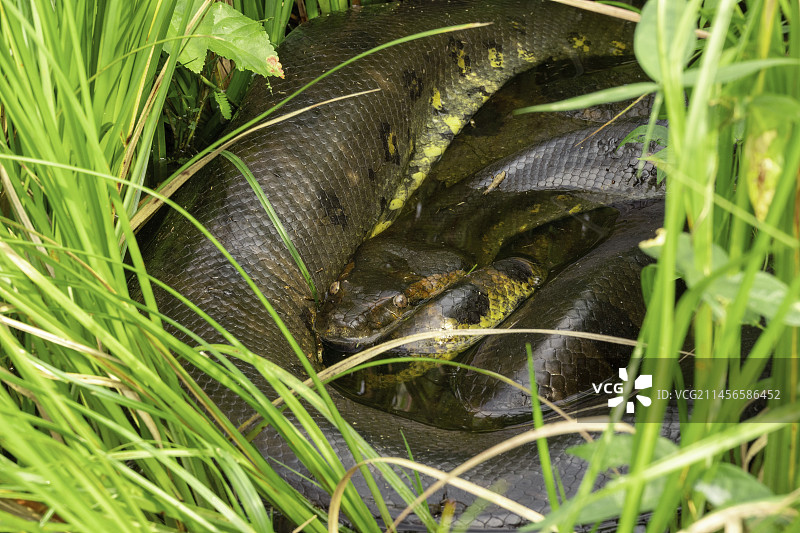 绿水蚺图片素材