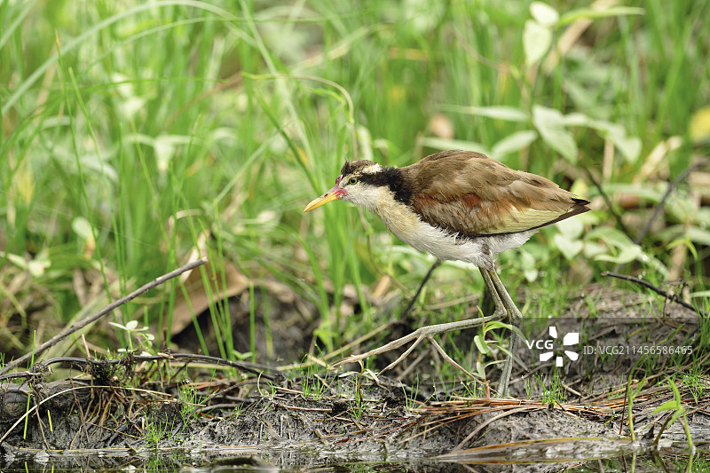 距瓣豆雉图片素材