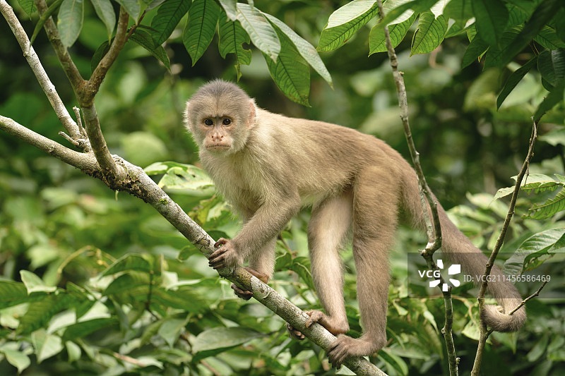 白额卷尾猴图片素材