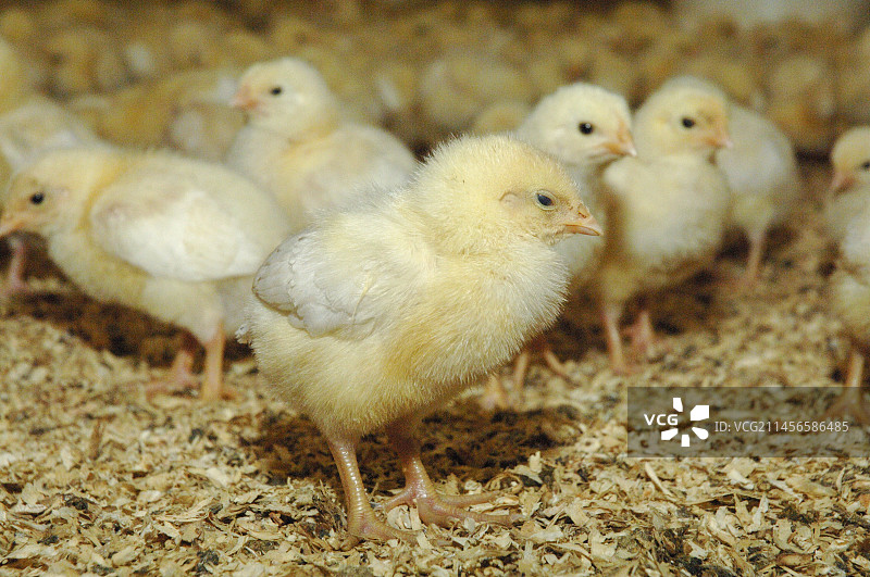谷仓里的小鸡图片素材