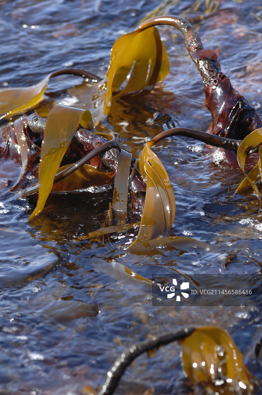 退潮时露出的海带和红藻图片素材