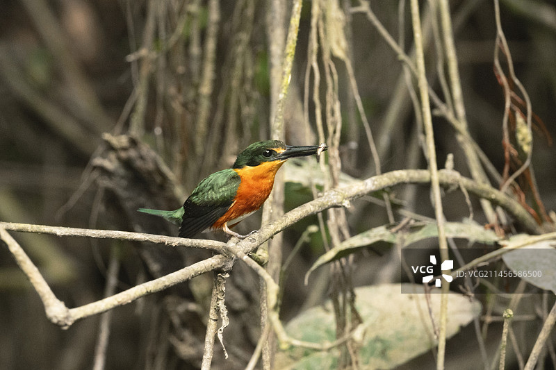 美洲侏儒翠鸟图片素材