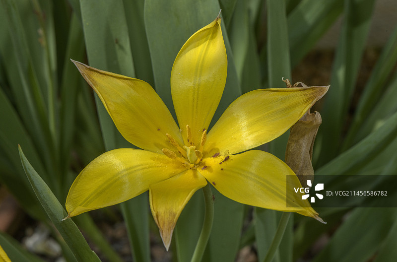 盛开的费尔干纳郁金香图片素材