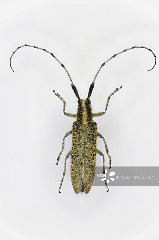 金色灰长角甲虫图片素材