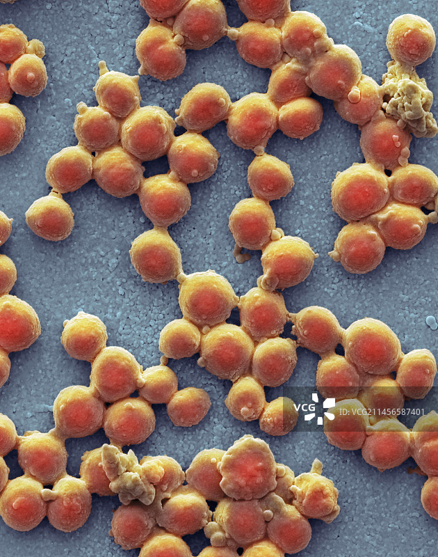 A组链球菌（扫描电镜图）图片素材