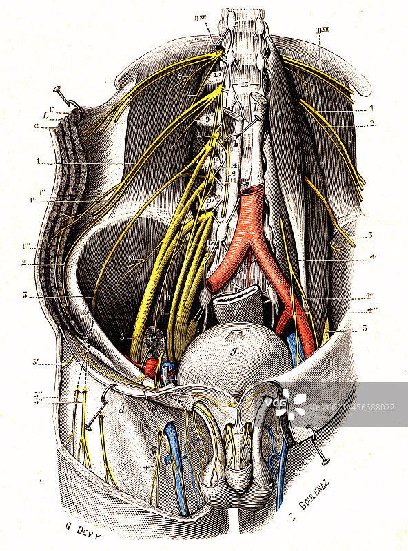 腰丛插画图片素材