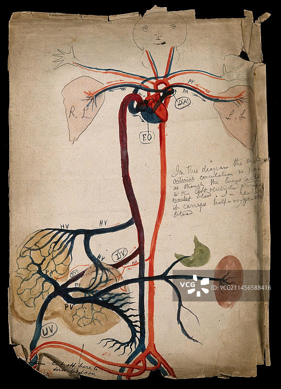 19世纪循环系统图示图片素材