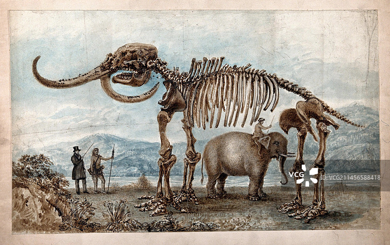 猛犸骨骼展览：19世纪插图图片素材