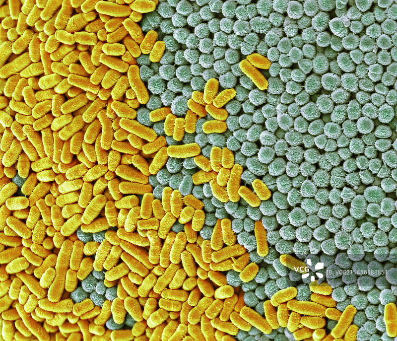 尿液细菌，扫描电镜图片素材