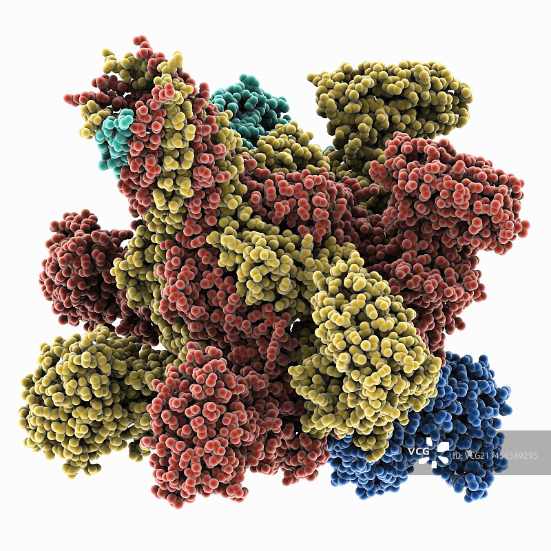 艰难梭菌二元毒素分子模型图片素材