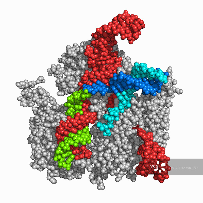 CRISPR相关核酸内切酶复合物分子模型图片素材