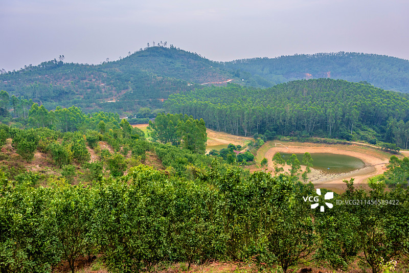 中国广东茂名化州化橘红种植基地图片素材