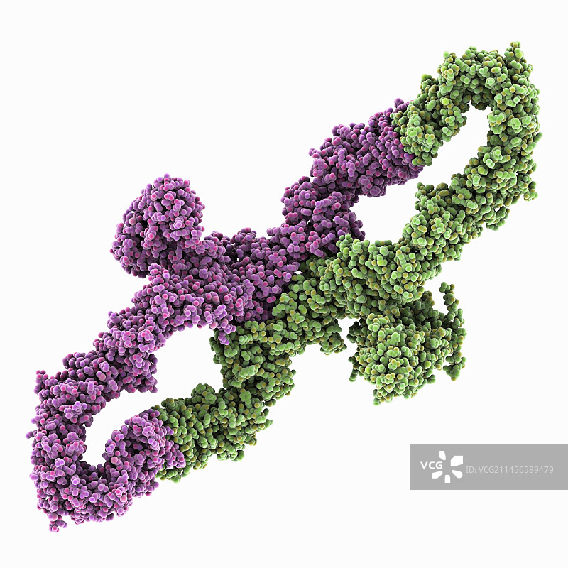 人类神经纤维蛋白分子模型图片素材