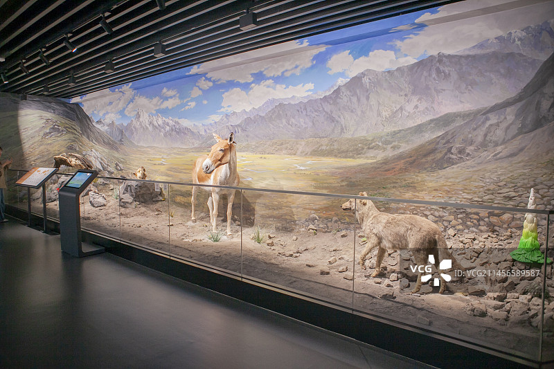 四川大学博物馆，标本馆。标本，鸟类，动物，科学，研学，研究，科学实验，实验室，学习，研究，生物，科技图片素材